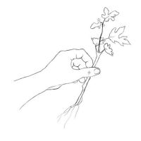 claudes_planteskole@pixelfed.dk